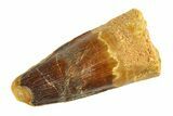 Fossil Spinosaurus Tooth - Real Dinosaur Tooth #346761-1